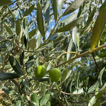 Androcec Ferienhaus Zgaljic