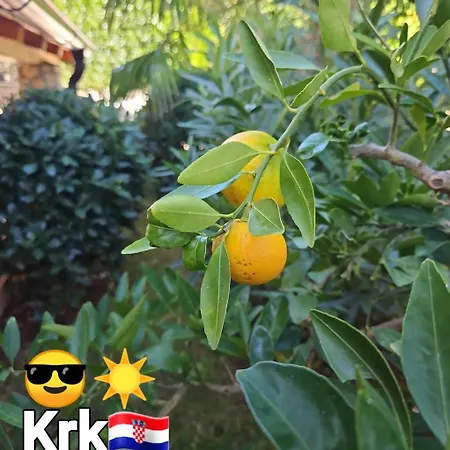 Androcec