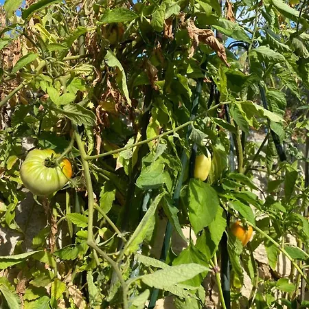 Дом отдыха Androcec