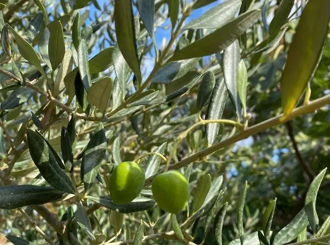 Androcec Dom wakacyjny Zgaljic